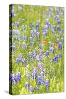 Llano, Texas, USA. Indian Paintbrush and Bluebonnet wildflowers in the Texas Hill Country.-Emily Wilson-Stretched Canvas