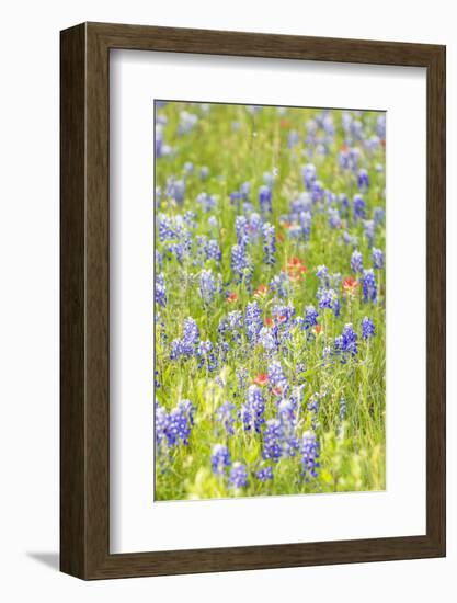 Llano, Texas, USA. Indian Paintbrush and Bluebonnet wildflowers in the Texas Hill Country.-Emily Wilson-Framed Photographic Print