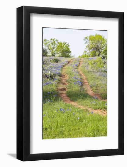 Llano, Texas, USA. Two rut road through bluebonnets in the Texas Hill Country.-Emily Wilson-Framed Photographic Print