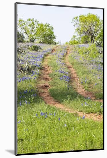 Llano, Texas, USA. Two rut road through bluebonnets in the Texas Hill Country.-Emily Wilson-Mounted Photographic Print
