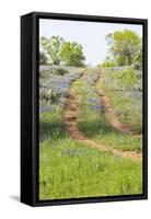 Llano, Texas, USA. Two rut road through bluebonnets in the Texas Hill Country.-Emily Wilson-Framed Stretched Canvas