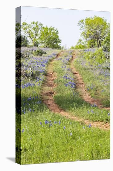 Llano, Texas, USA. Two rut road through bluebonnets in the Texas Hill Country.-Emily Wilson-Stretched Canvas