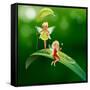 Lllustration of the Two Playful Fairies-interactimages-Framed Stretched Canvas