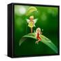 Lllustration of the Two Playful Fairies-interactimages-Framed Stretched Canvas