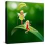 Lllustration of the Two Playful Fairies-interactimages-Stretched Canvas