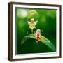 Lllustration of the Two Playful Fairies-interactimages-Framed Photographic Print