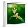 Lllustration of the Two Playful Fairies-interactimages-Framed Photographic Print