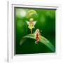 Lllustration of the Two Playful Fairies-interactimages-Framed Photographic Print