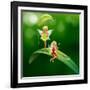 Lllustration of the Two Playful Fairies-interactimages-Framed Photographic Print