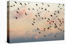 Ocean Flock-Lloyd Lane-Giclee Print