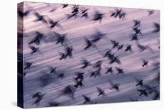 Ocean Flock-Lloyd Lane-Giclee Print