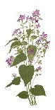 Lunaria-Llubav Choy Duerr-Giclee Print