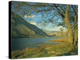 Llyn Gwynant (Lake Gwynant), Gwynedd, North Wales, UK, Europe-Lee Frost-Stretched Canvas