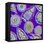 LM of An Assortment of Radiolaria-PASIEKA-Framed Stretched Canvas