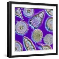 LM of An Assortment of Radiolaria-PASIEKA-Framed Premium Photographic Print