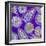 LM of An Assortment of Radiolaria-PASIEKA-Framed Premium Photographic Print