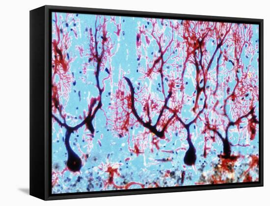 LM of Cerebellar Tissue with Purkinje Cel-PASIEKA-Framed Stretched Canvas