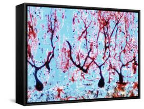 LM of Cerebellar Tissue with Purkinje Cel-PASIEKA-Framed Stretched Canvas