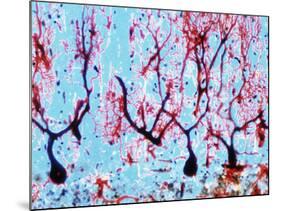 LM of Cerebellar Tissue with Purkinje Cel-PASIEKA-Mounted Photographic Print