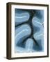 LM of Cortex And Medulla of the Cerebellum-Volker Steger-Framed Photographic Print