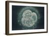 LM of Human Embryo At Four-cell Stage-Andy Walker-Framed Photographic Print