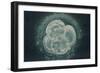 LM of Human Embryo At Four-cell Stage-Andy Walker-Framed Photographic Print