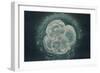 LM of Human Embryo At Four-cell Stage-Andy Walker-Framed Photographic Print