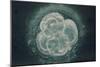 LM of Human Embryo At Four-cell Stage-Andy Walker-Mounted Photographic Print