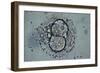 LM of Human Embryo At Four-cell Stage-Andy Walker-Framed Photographic Print