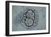 LM of Human Embryo At Four-cell Stage-Andy Walker-Framed Photographic Print