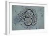 LM of Human Embryo At Four-cell Stage-Andy Walker-Framed Photographic Print