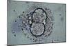 LM of Human Embryo At Four-cell Stage-Andy Walker-Mounted Photographic Print