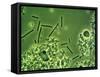 LM of Lactobacillus Bulgaricus Bacteria-John Walsh-Framed Stretched Canvas