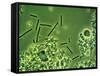 LM of Lactobacillus Bulgaricus Bacteria-John Walsh-Framed Stretched Canvas