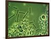 LM of Lactobacillus Bulgaricus Bacteria-John Walsh-Framed Photographic Print