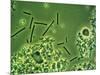 LM of Lactobacillus Bulgaricus Bacteria-John Walsh-Mounted Photographic Print