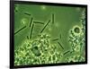 LM of Lactobacillus Bulgaricus Bacteria-John Walsh-Framed Photographic Print