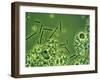 LM of Lactobacillus Bulgaricus Bacteria-John Walsh-Framed Photographic Print