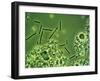 LM of Lactobacillus Bulgaricus Bacteria-John Walsh-Framed Photographic Print