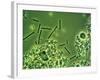 LM of Lactobacillus Bulgaricus Bacteria-John Walsh-Framed Photographic Print