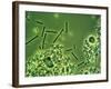 LM of Lactobacillus Bulgaricus Bacteria-John Walsh-Framed Photographic Print