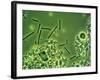LM of Lactobacillus Bulgaricus Bacteria-John Walsh-Framed Photographic Print