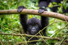 A Baby Gorila inside the Virunga National Park, the Oldest National Park in Africa. Drc, Central Af-LMspencer-Photographic Print