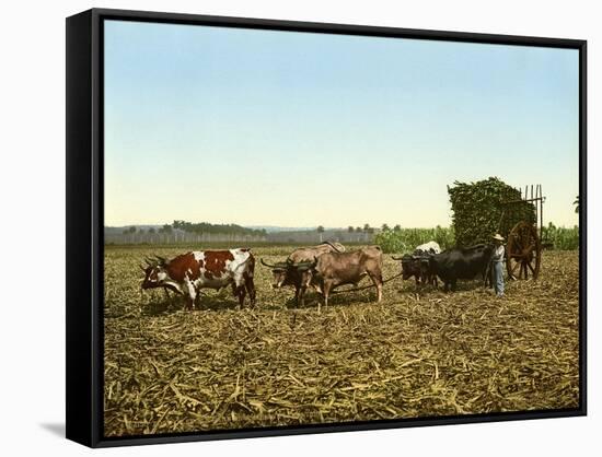 Load of Sugar Cane on a Cuban Plantation, 1904-null-Framed Stretched Canvas