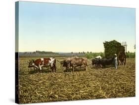 Load of Sugar Cane on a Cuban Plantation, 1904-null-Stretched Canvas