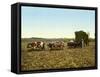 Load of Sugar Cane on a Cuban Plantation, 1904-null-Framed Stretched Canvas