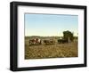 Load of Sugar Cane on a Cuban Plantation, 1904-null-Framed Giclee Print