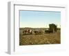 Load of Sugar Cane on a Cuban Plantation, 1904-null-Framed Giclee Print