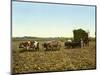 Load of Sugar Cane on a Cuban Plantation, 1904-null-Mounted Giclee Print