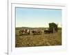 Load of Sugar Cane on a Cuban Plantation, 1904-null-Framed Giclee Print